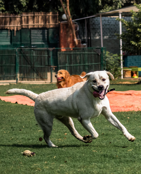 animal daycare