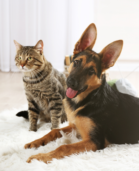 Pet Sitting | Insurance for Canadian Pet Care Professionals