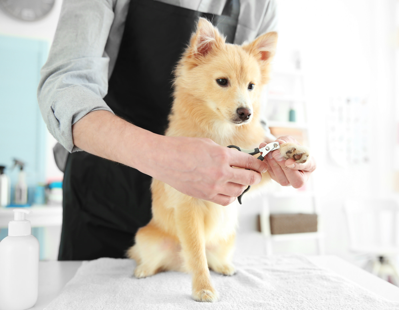 PROfur | Insurance for Canadian Pet Care Professionals